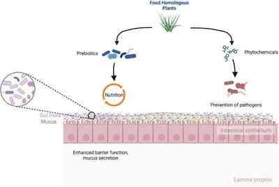 Editorial: Interaction between food homologous plants and intestinal microbiota